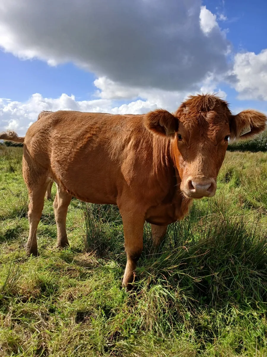 Incalf  heifers - Image 1