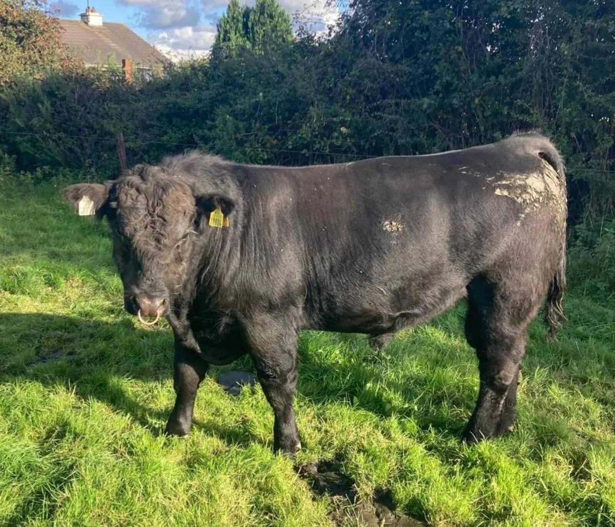 Pedigree Angus bull - Image 1