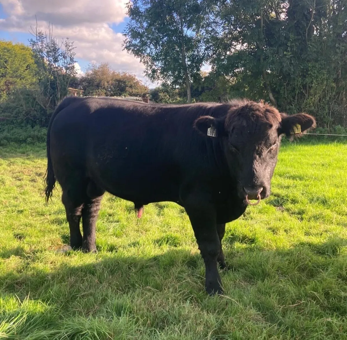 Pedigree Angus bull - Image 2