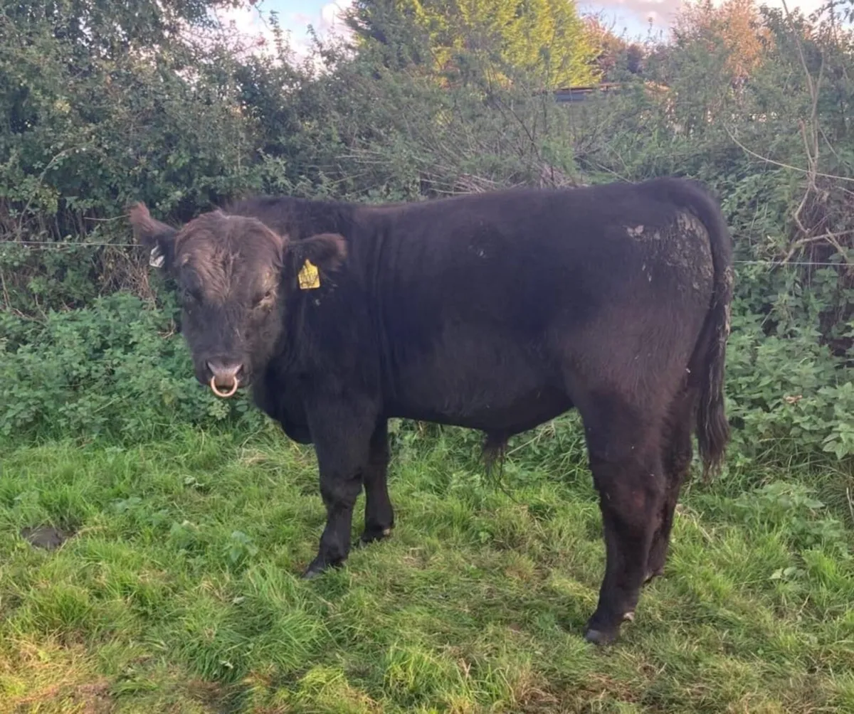 Pedigree Angus bull - Image 3