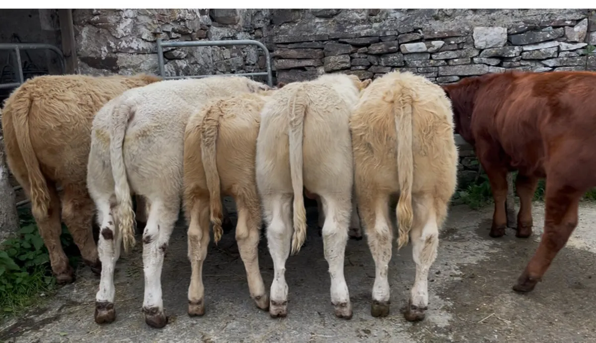 Bull Weanlings (AI bred) - Image 1