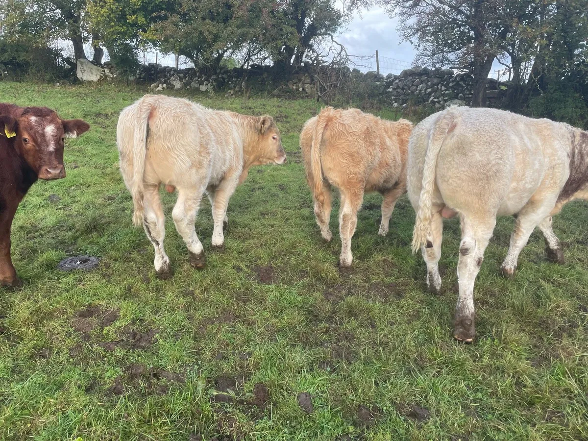 Bull Weanlings (AI bred) - Image 2