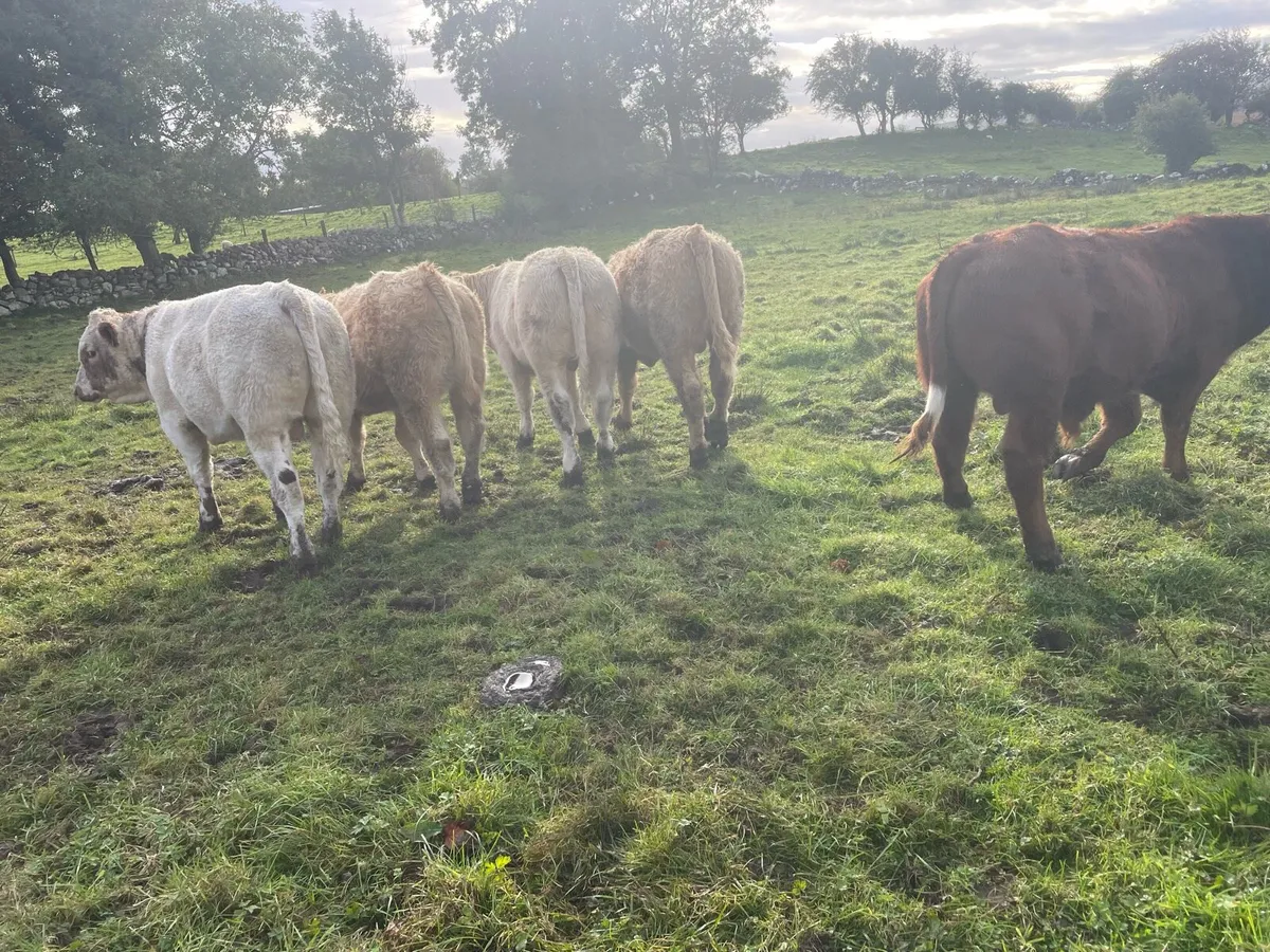 Bull Weanlings (AI bred) - Image 3