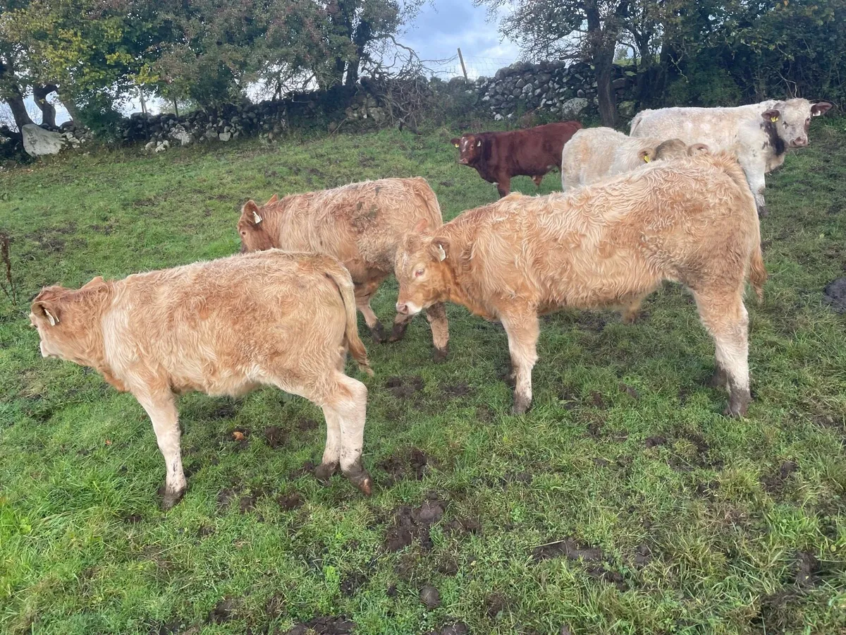 Bull Weanlings (AI bred) - Image 4
