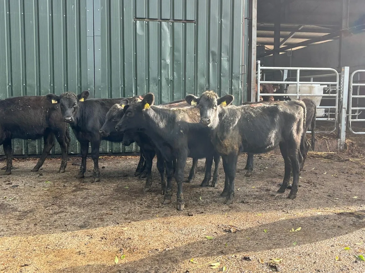 8 super Feb born Angus heifer weanlings - Image 1