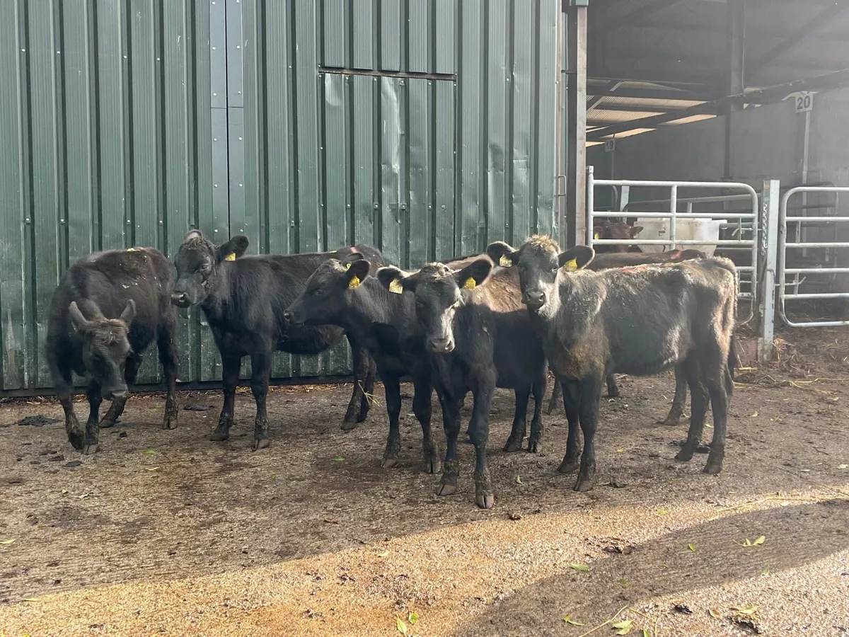 8 super Feb born Angus heifer weanlings - Image 2