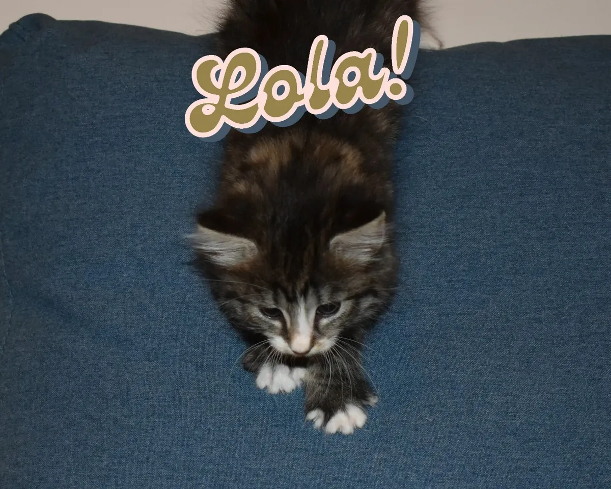 🐾✨ Adorable Kittens Ready for Their Forever Homes - Image 2
