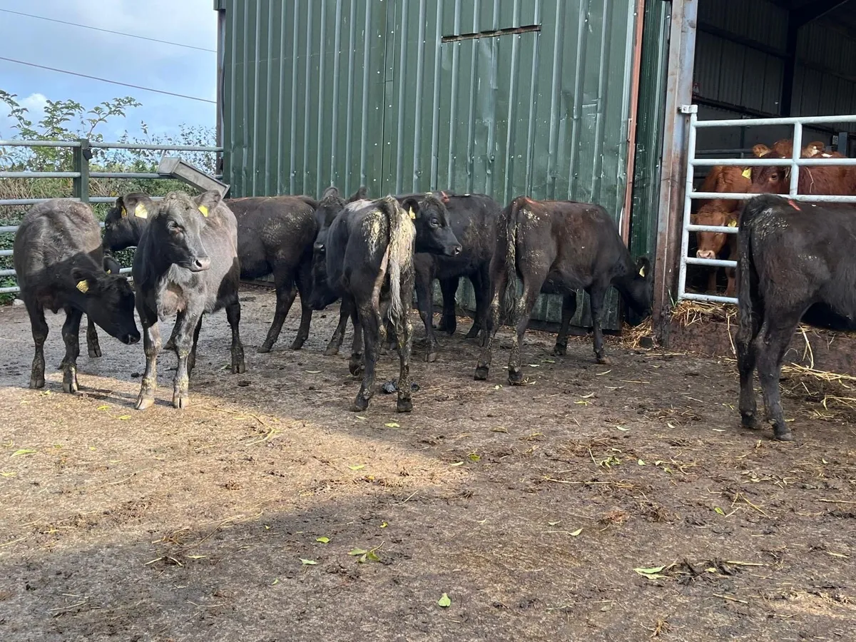 8 super Feb born Angus heifer weanlings - Image 4