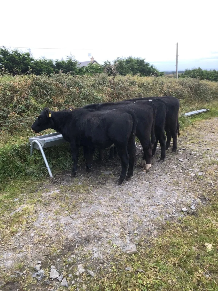 4 yearling Angus Heifers for sale - Image 2