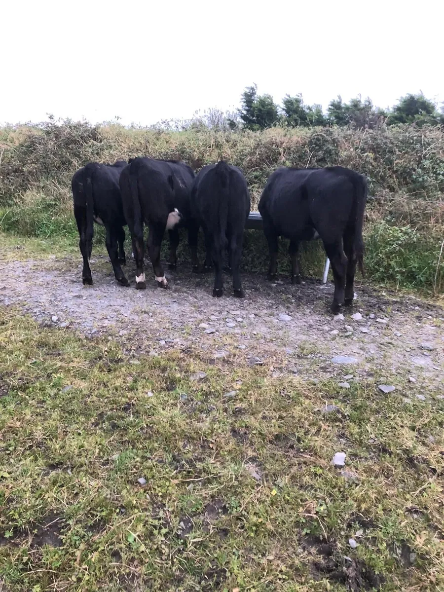 4 yearling Angus Heifers for sale - Image 4