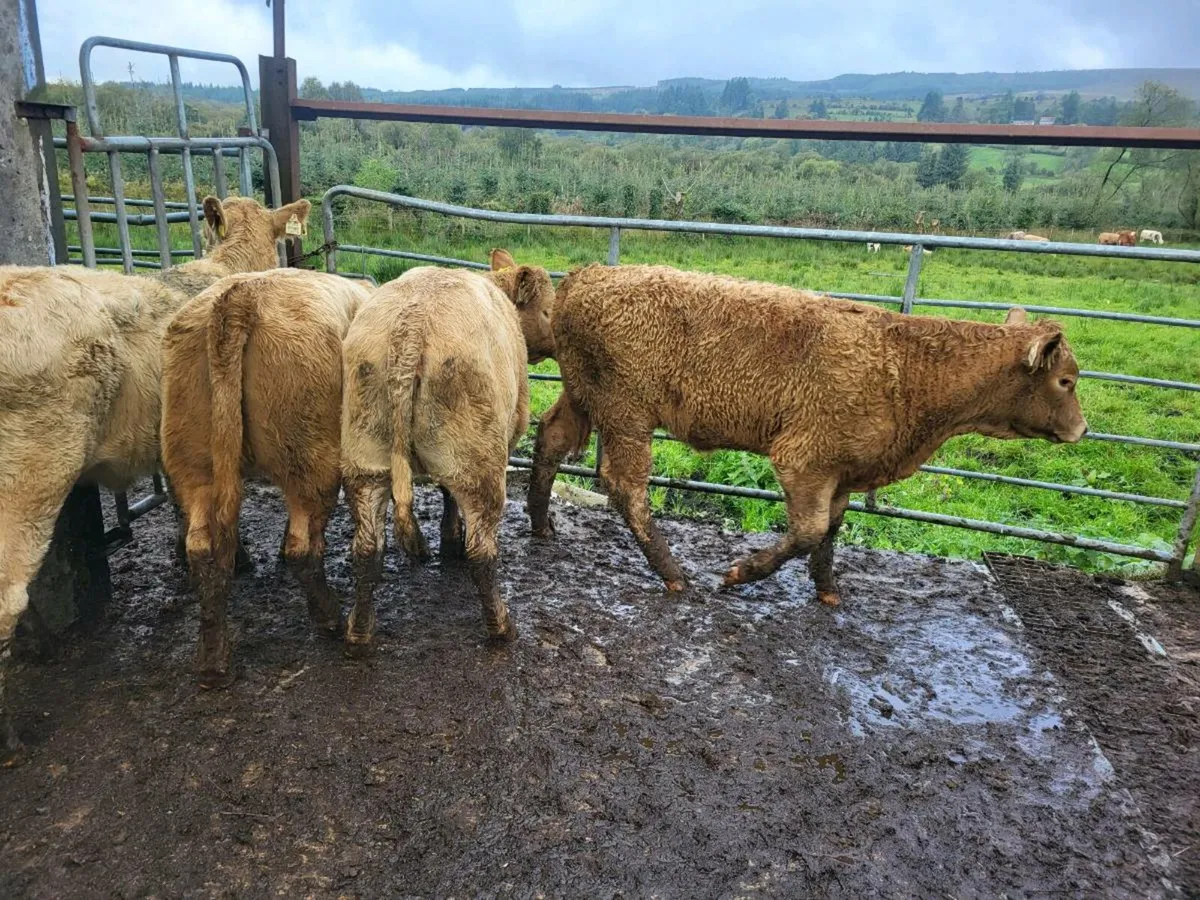 10 heifers - Image 1