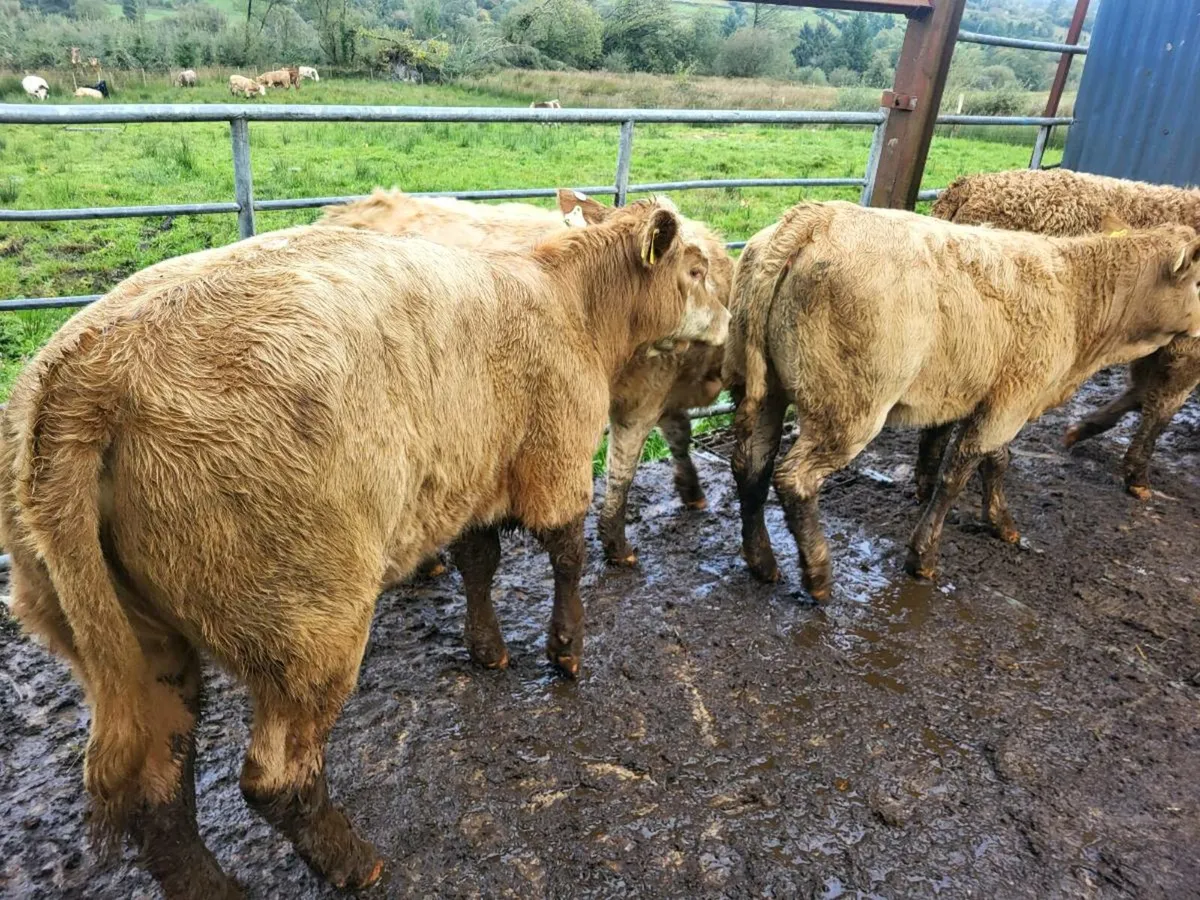 10 heifers - Image 2