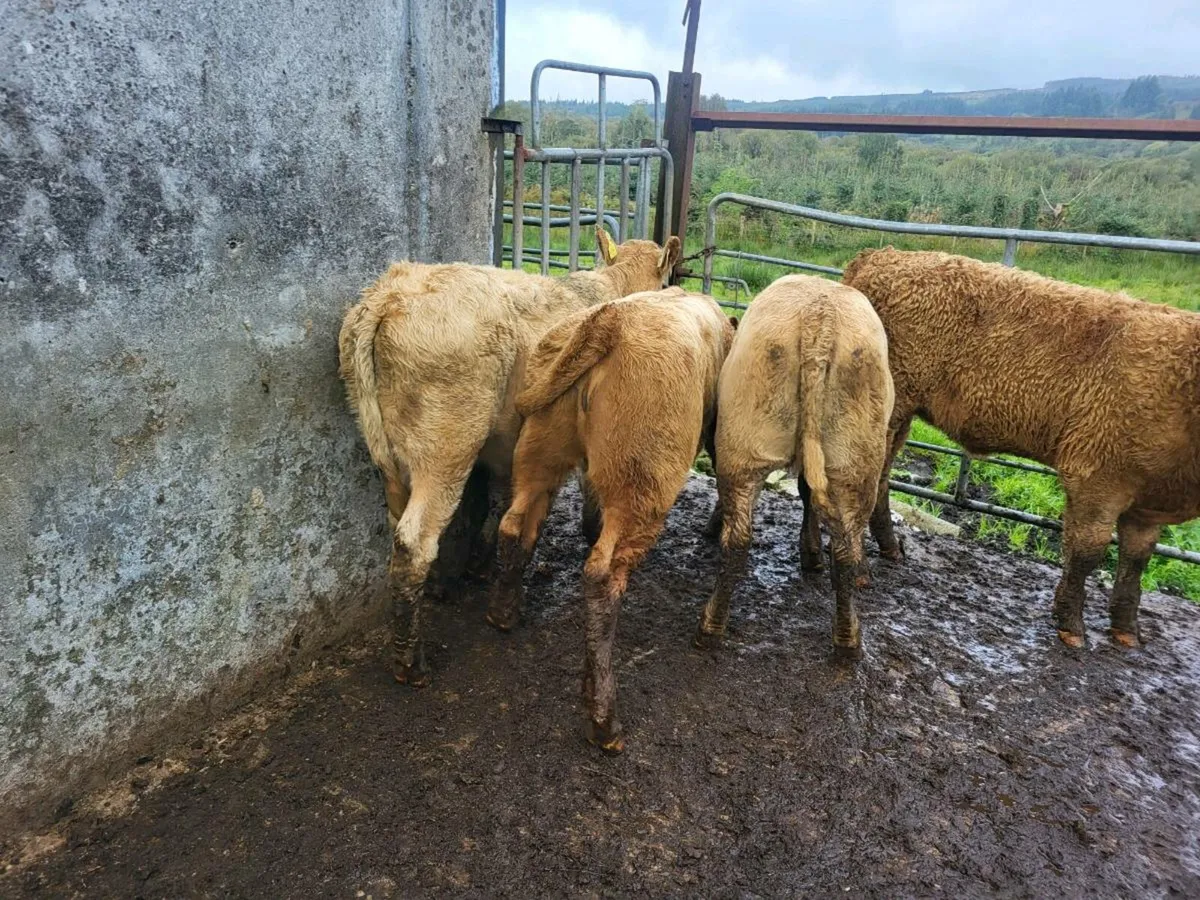 10 heifers - Image 3