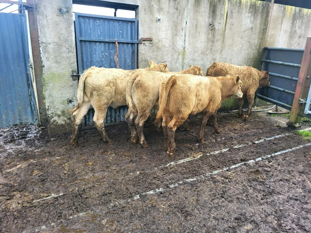 10 heifers - Image 4