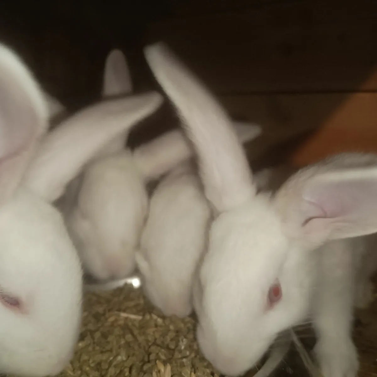 Pure bred New Zealand rabbits UPDATE 27/9/2025 - Image 3