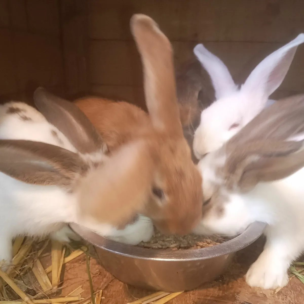 Pure bred New Zealand rabbits UPDATE 27/9/2025 - Image 4