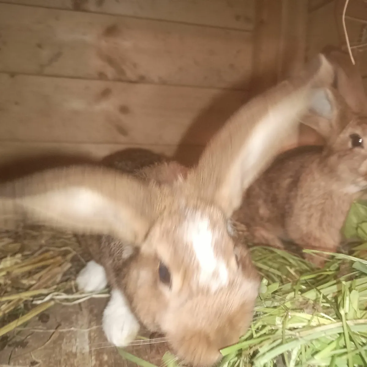 Pure bred New Zealand rabbits UPDATE 07/10/2025 - Image 4