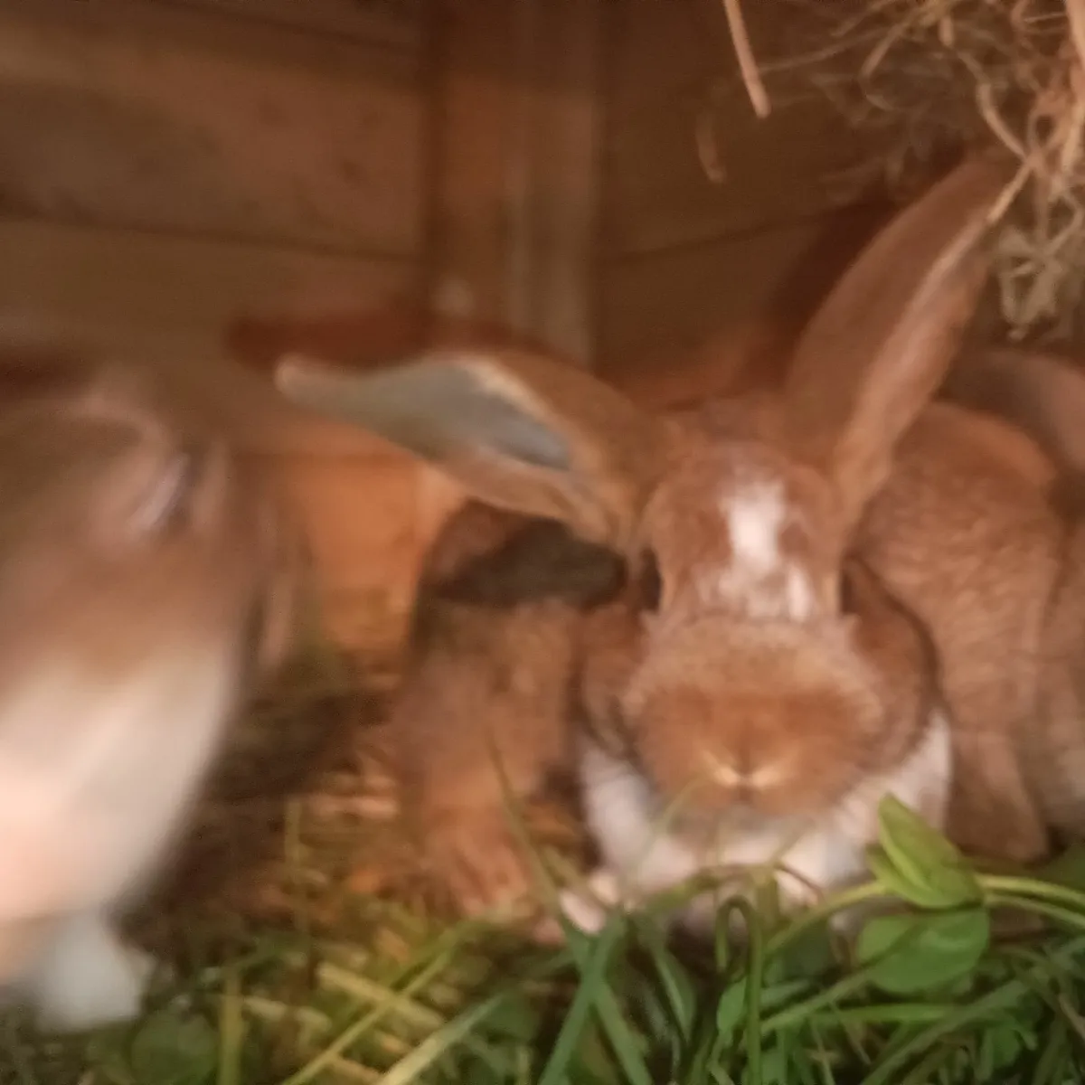 Pure bred New Zealand rabbits UPDATE 27/9/2025 - Image 1