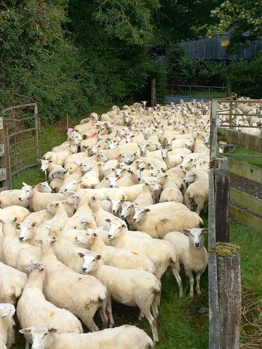 Tefrom Rams for Sale, New Zealand Maternal Sheep - Image 1