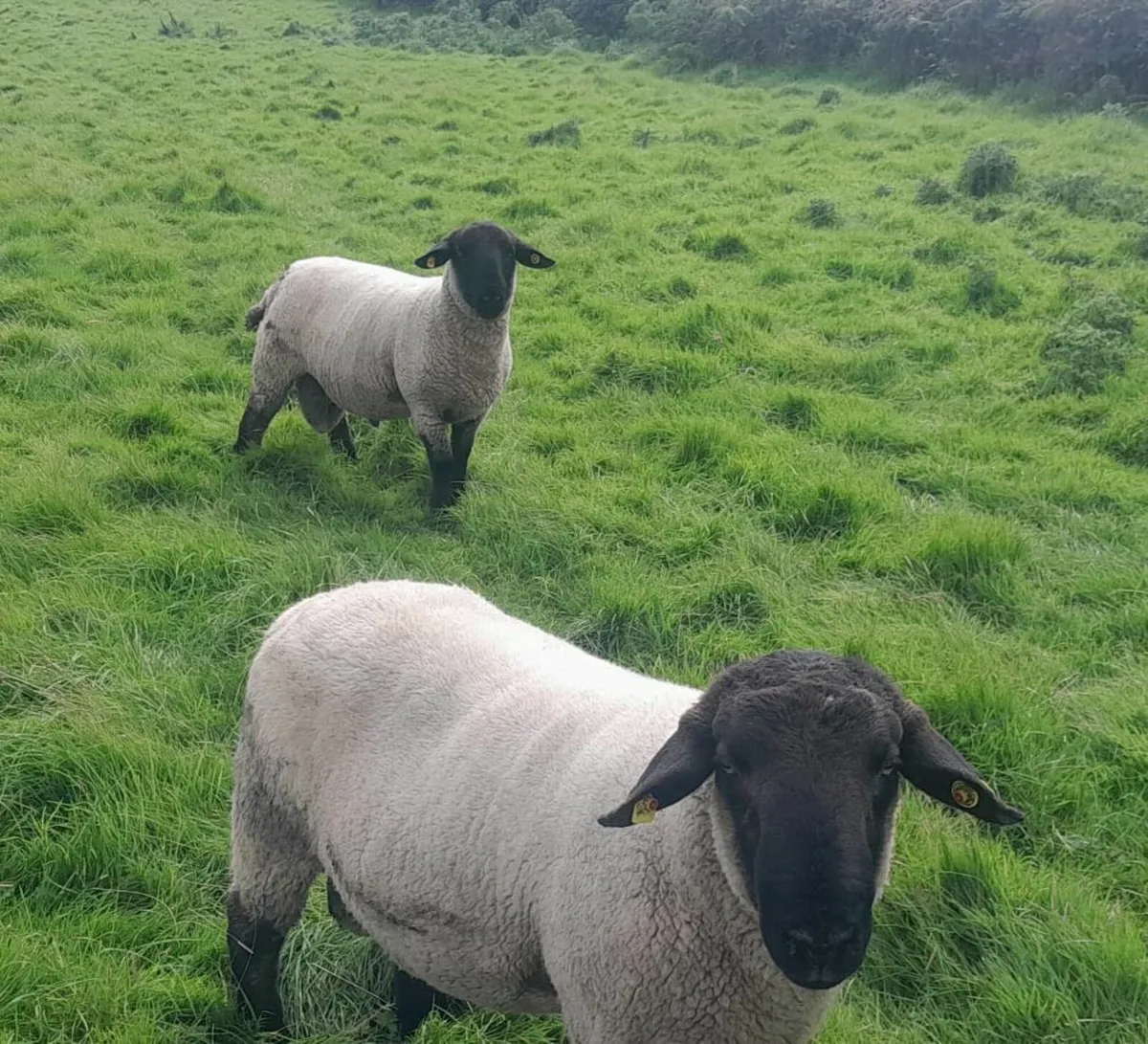 Suffolk Rams 🐏  🐏  🐏 - Image 2