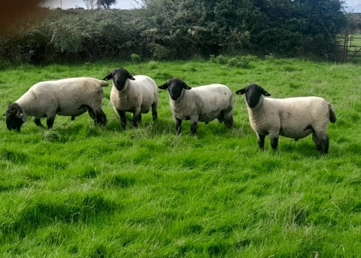 Suffolk Rams 🐏  🐏  🐏 - Image 1