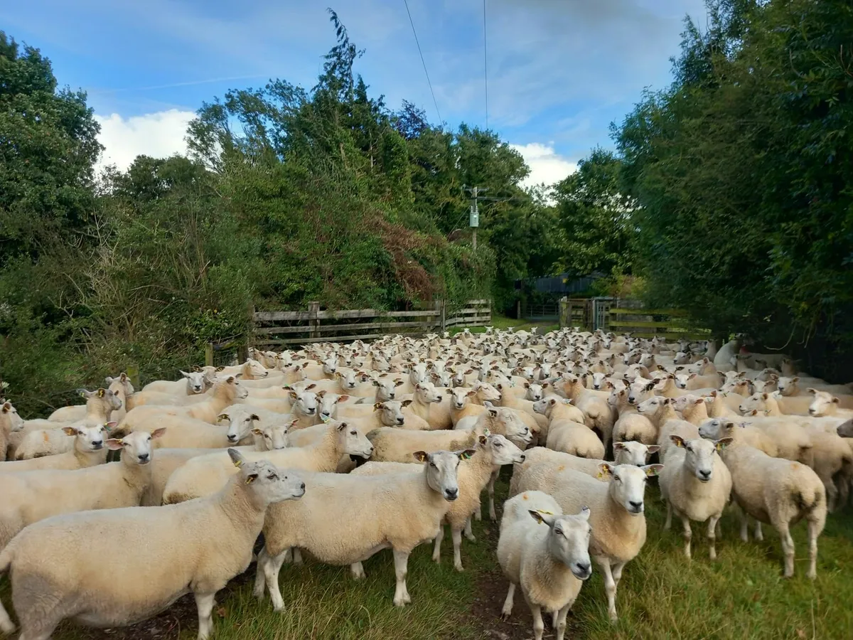 Tefrom Rams for Sale, New Zealand Maternal Sheep - Image 1
