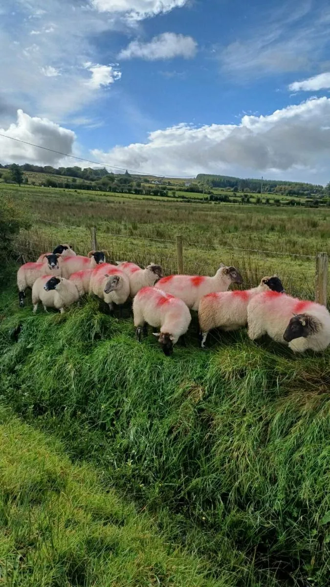 10 crossbred Hoggets - Image 1