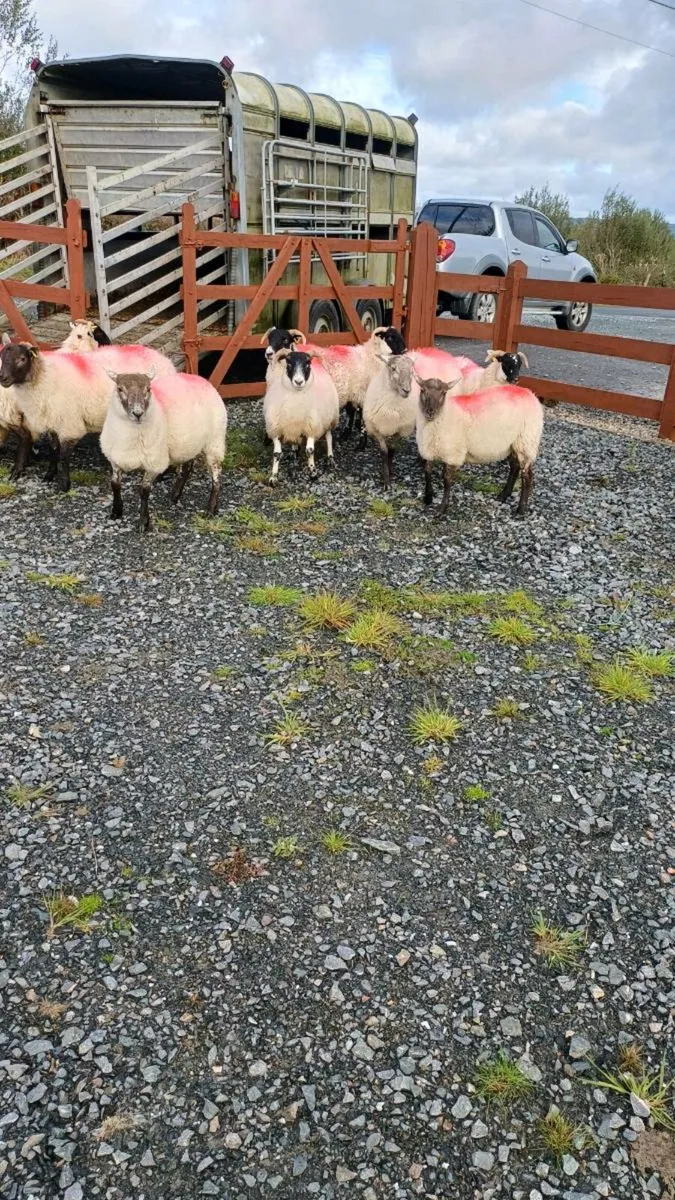 10 crossbred Hoggets - Image 3