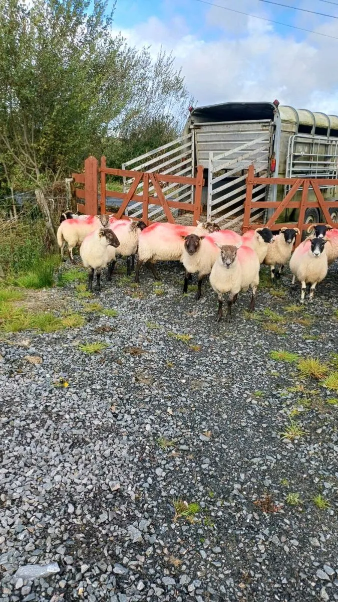 10 crossbred Hoggets - Image 4