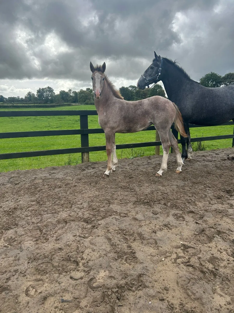 Striking Performance-Bred Roan Irish Draught Filly - Image 1