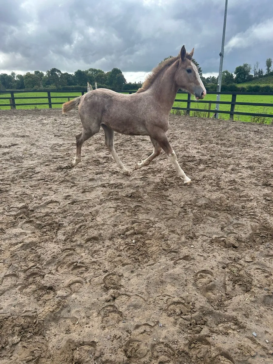 Striking Performance-Bred Roan Irish Draught Filly - Image 2