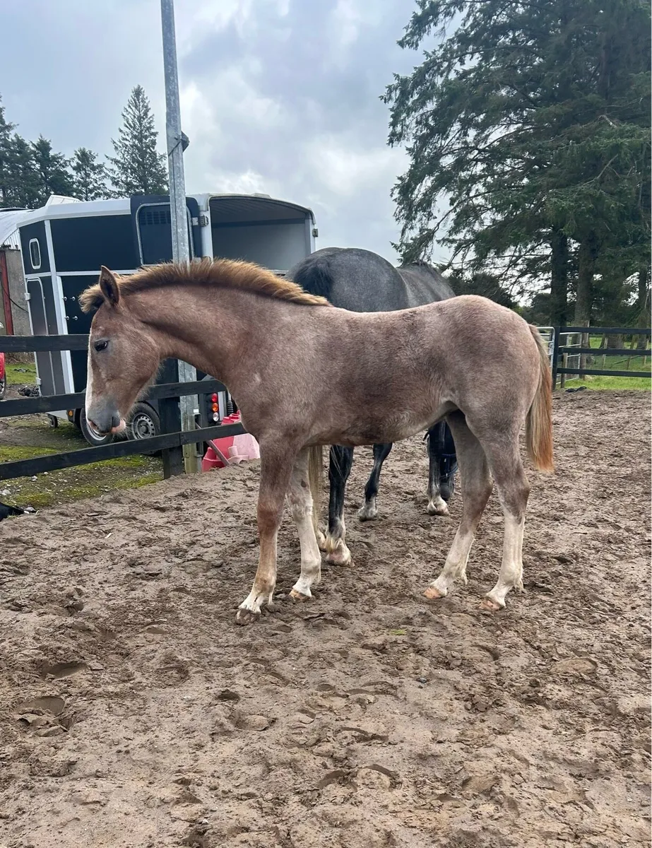Striking Performance-Bred Roan Irish Draught Filly - Image 3
