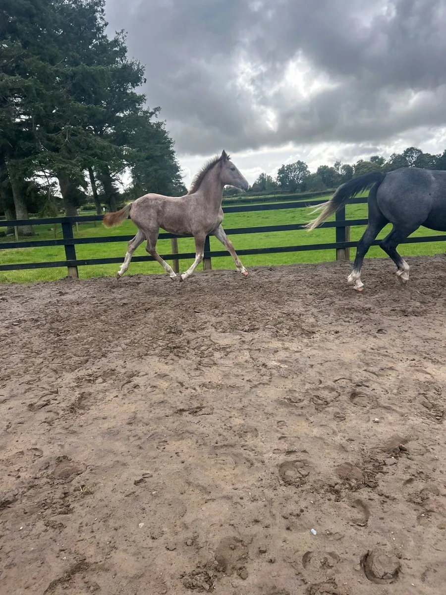 Striking Performance-Bred Roan Irish Draught Filly - Image 4