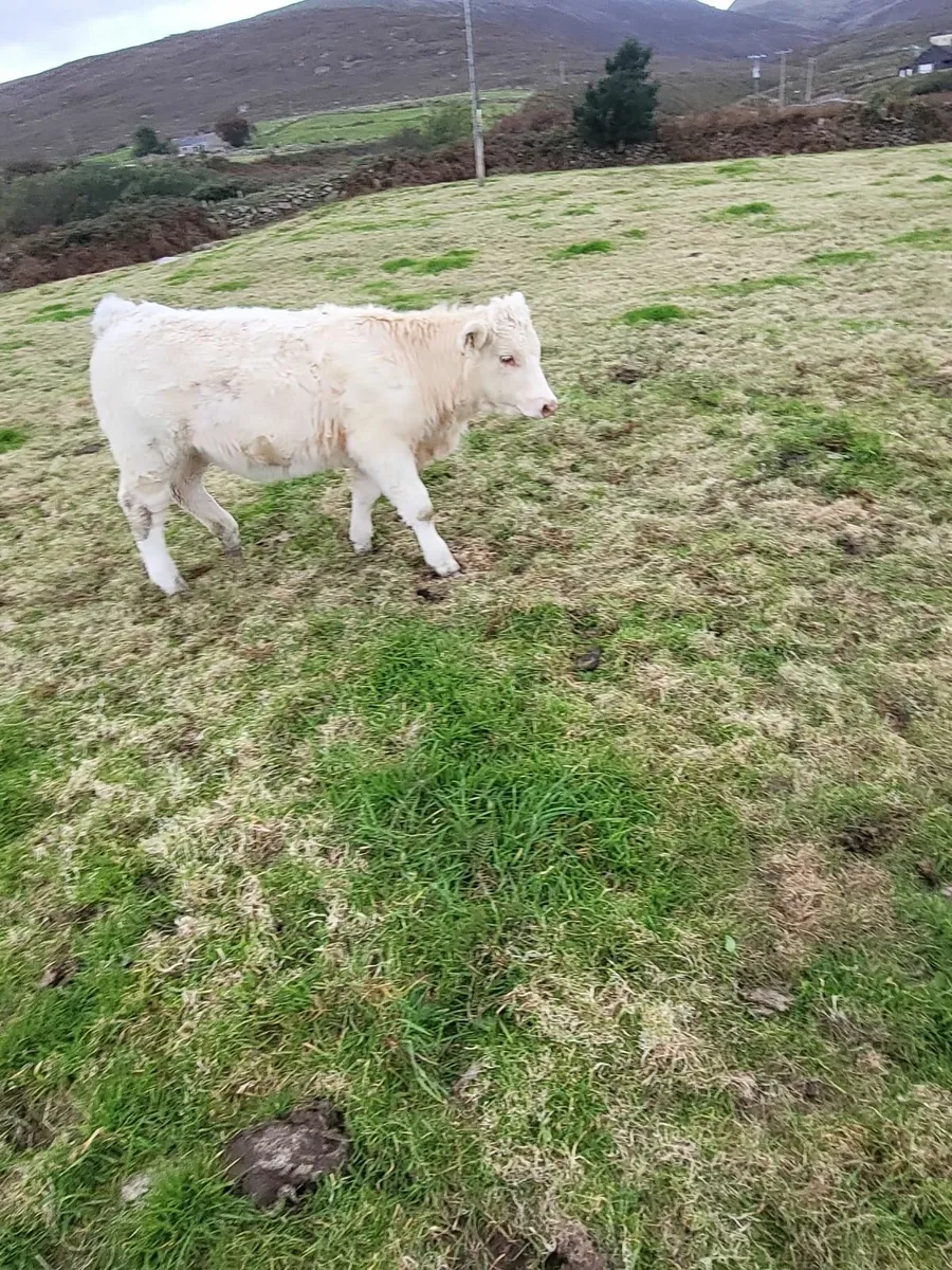 Purebred Charolais Weanling - Image 1