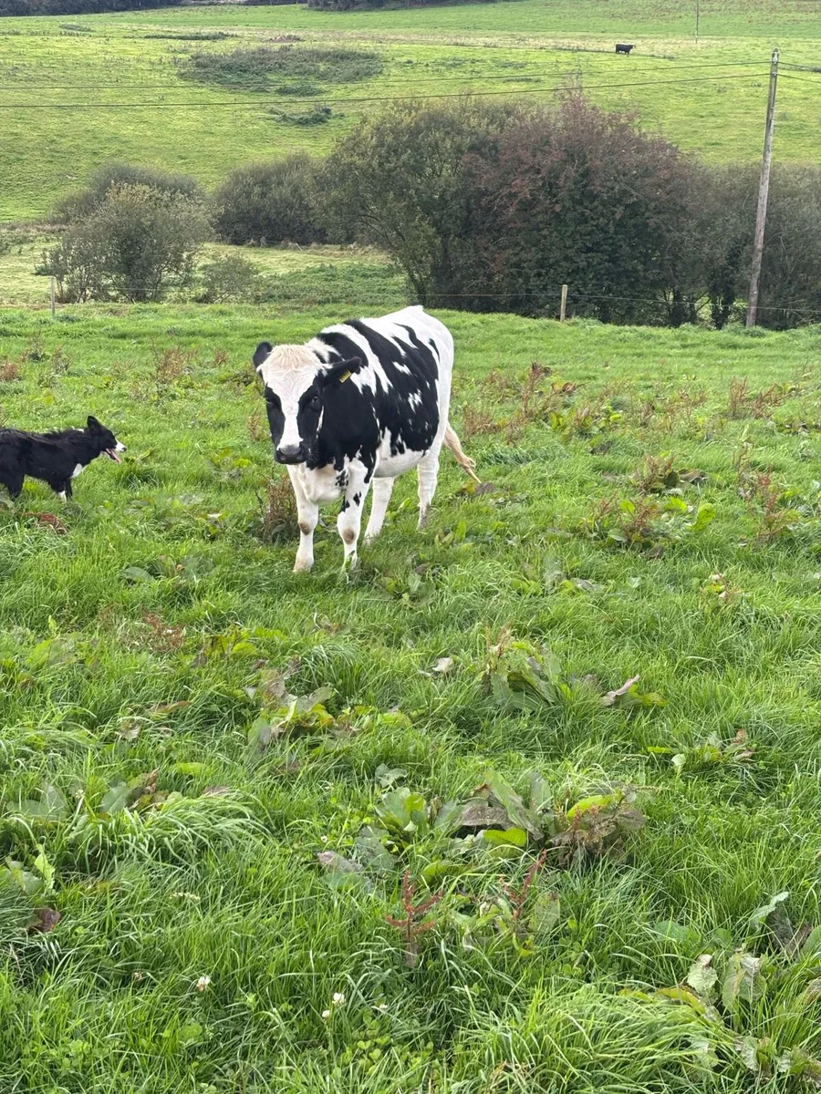 In Calf Friesian heifers - Image 2