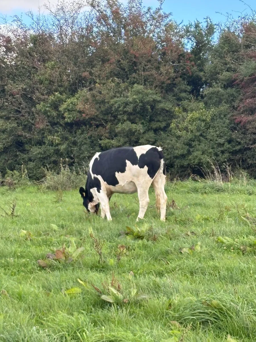 In Calf Friesian heifers - Image 3