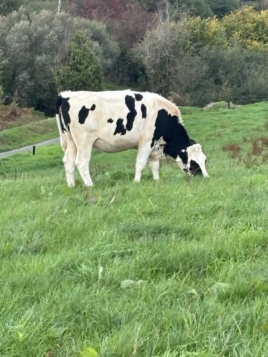 In Calf Friesian heifers - Image 4