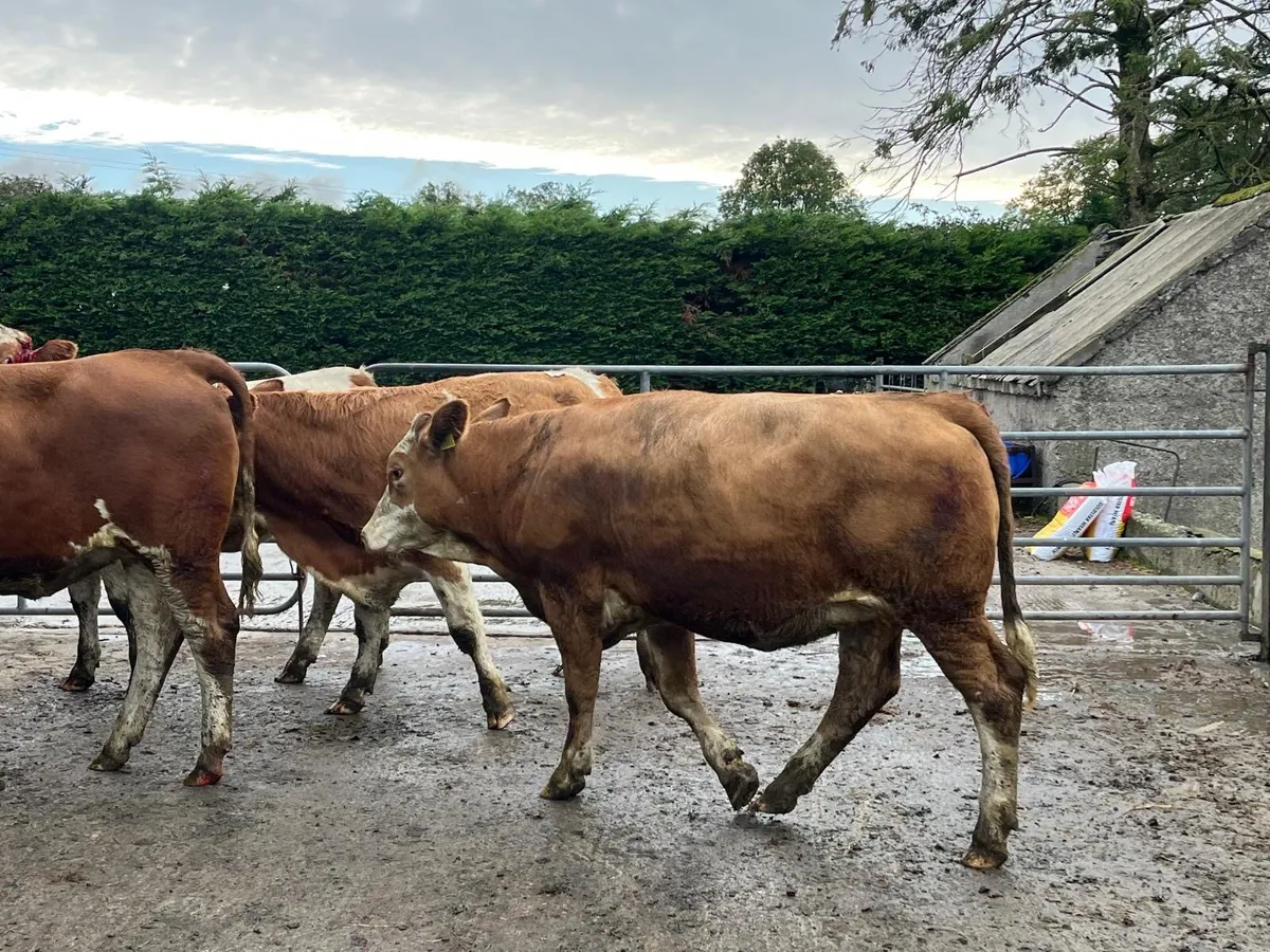 5 super  five stars Simmental heifers - Image 1