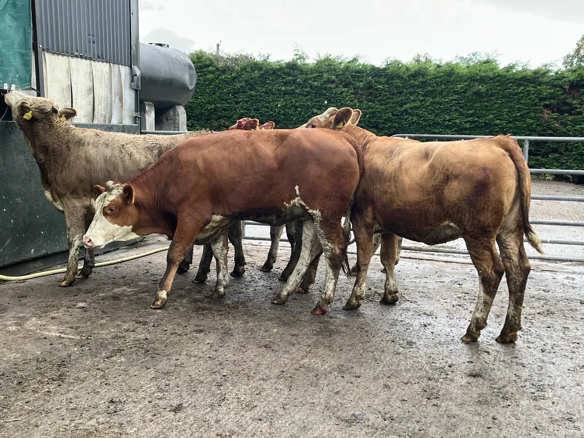 5 super  five stars Simmental heifers - Image 2