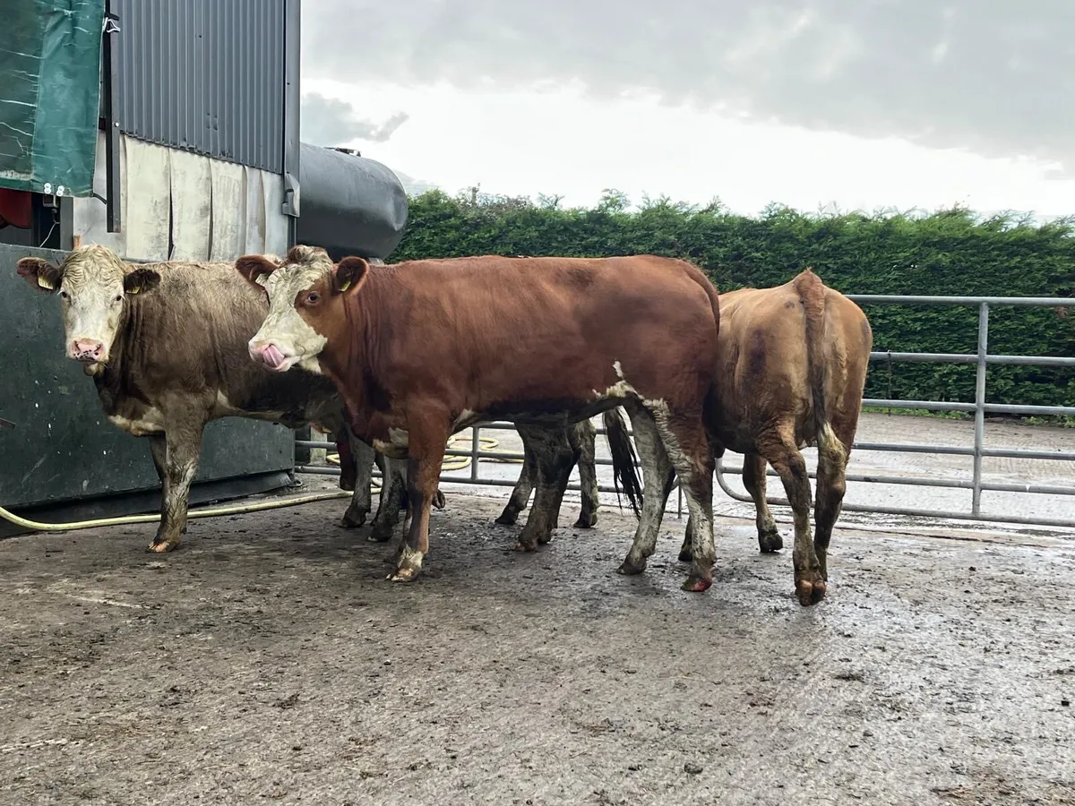 5 super  five stars Simmental heifers - Image 3