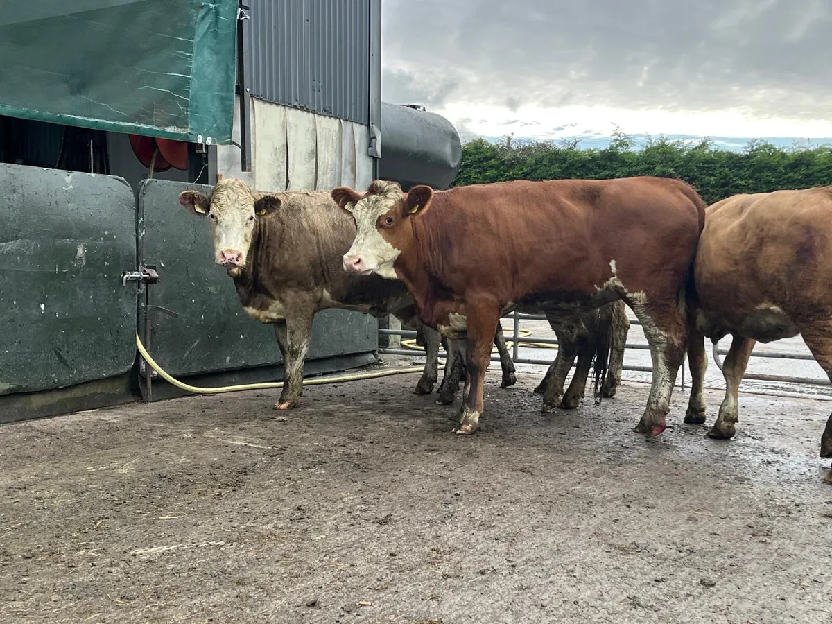 5 super  five stars Simmental heifers - Image 4