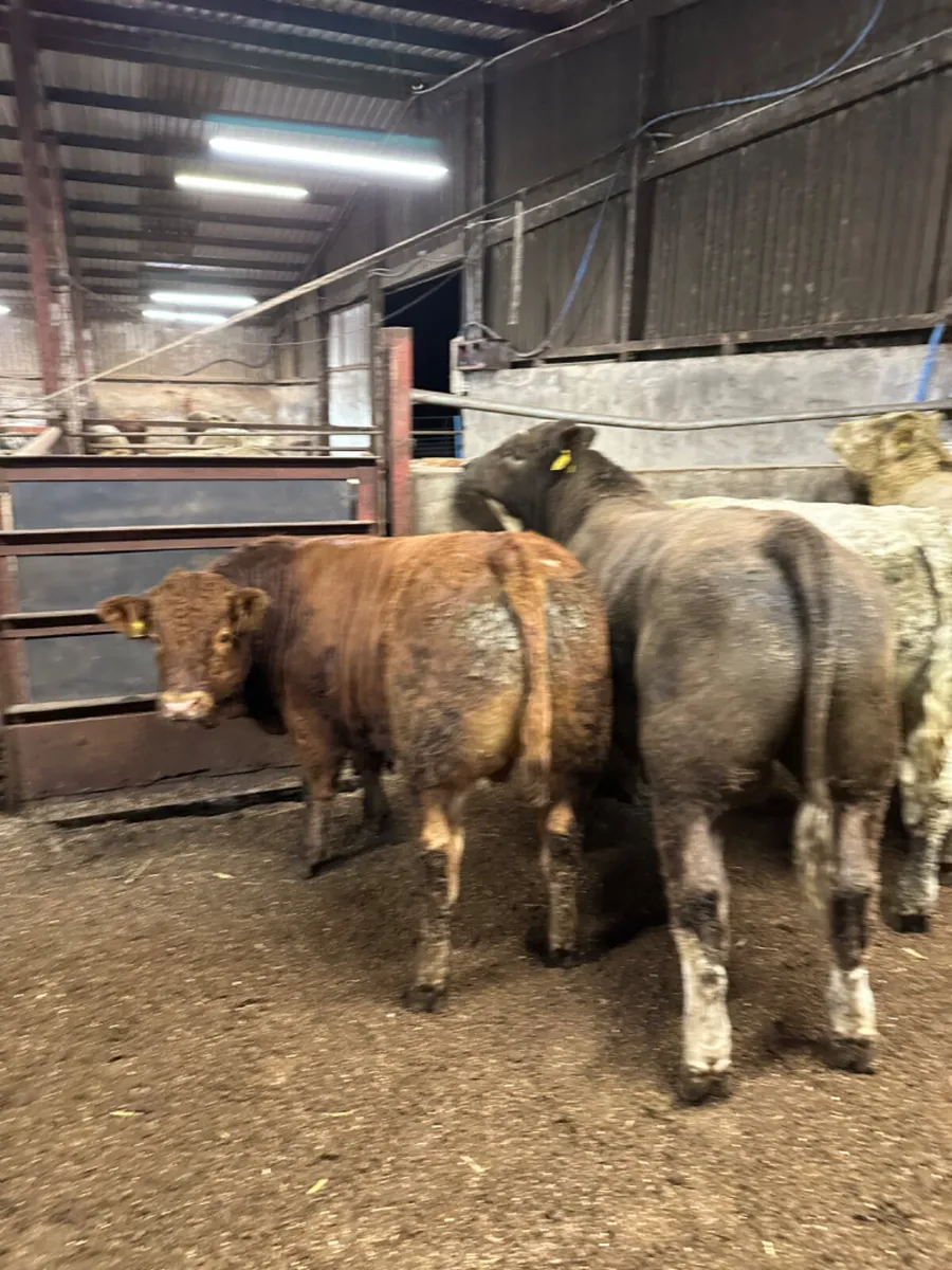 U and E grade forward bulls - Image 4