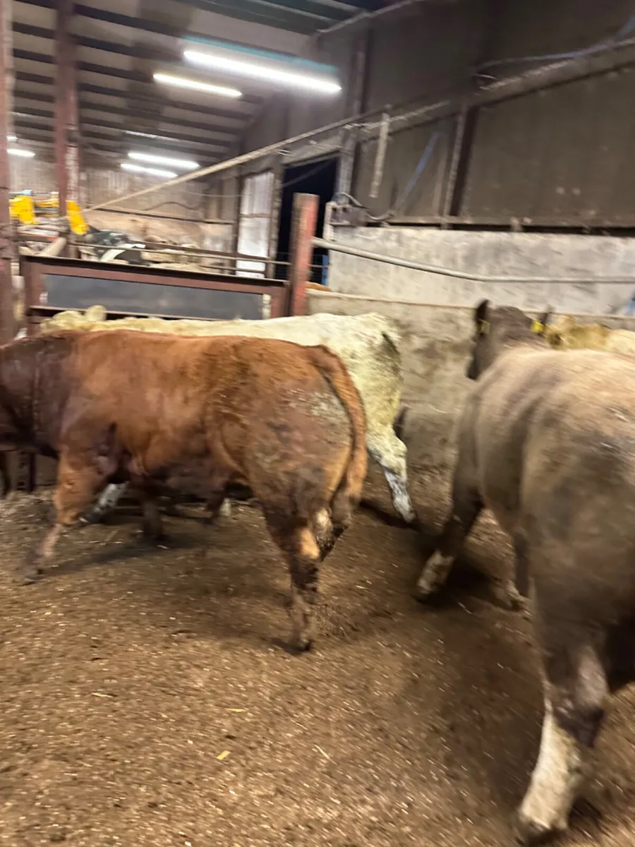U and E grade forward bulls - Image 3