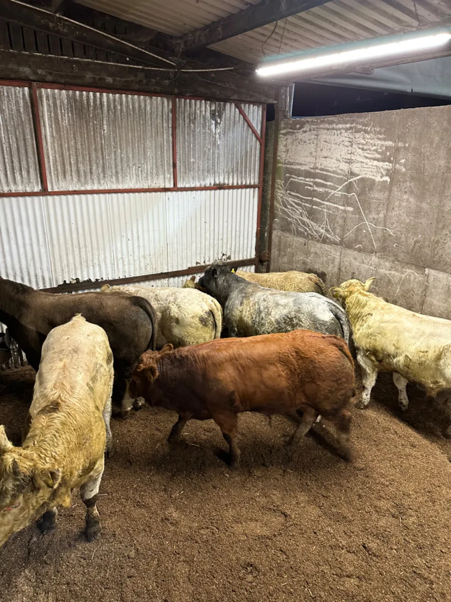 U and E grade forward bulls - Image 2