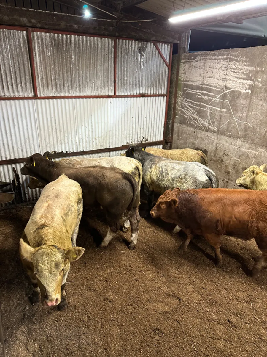 U and E grade forward bulls - Image 1