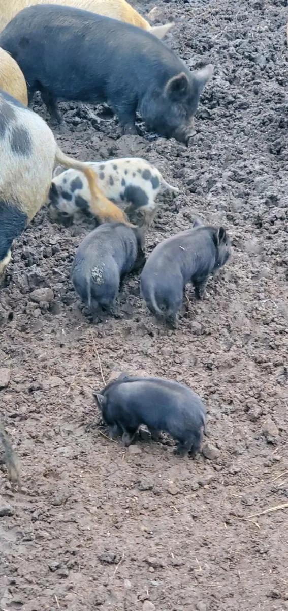 Kune kune pigs - Image 1