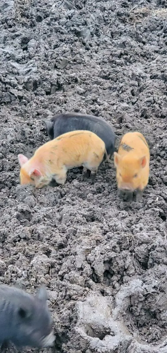 Kune kune pigs - Image 2