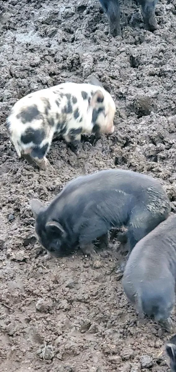 Kune kune pigs - Image 3