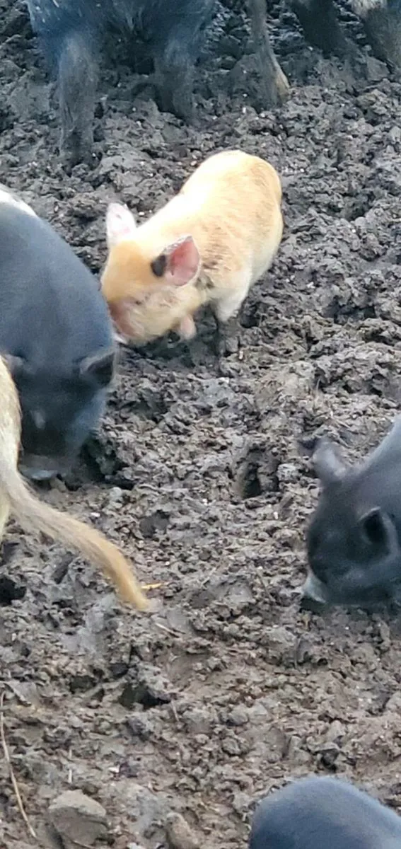 Kune kune pigs - Image 4