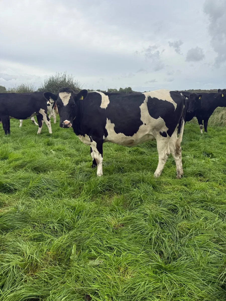 29 Top Quality In Calf Heifers - Image 2